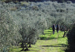  gli olivi di Buti a Passo Nordico